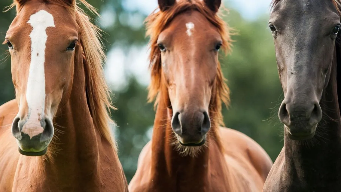 Argentina es la segunda mayor exportadora mundial de carne de caballo