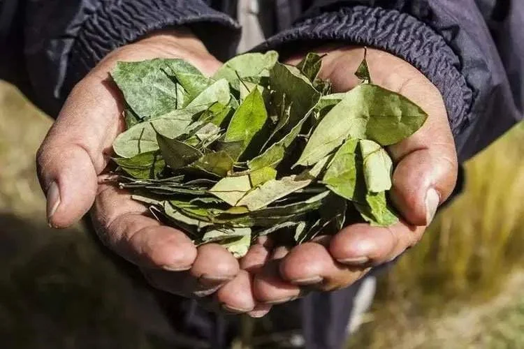 Diputados salteños apoyan legalizar la hoja de coca